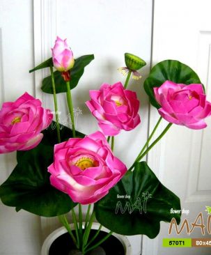 Bụi hoa sen vải lớn màu hồng 570T1