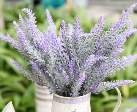 Nhiều bụi hoa lavender chụp chung trong bình tưới