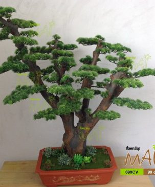 Tùng bonsai 690CV