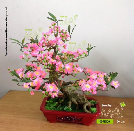 Đào bonsai 60cm 563BD9