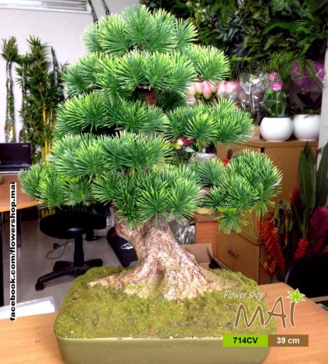 Tùng bonsai 714CV