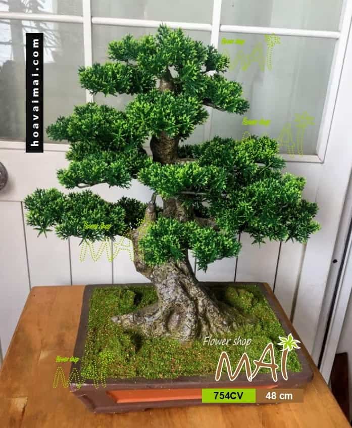 Tùng bonsai 754CV