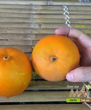 Trái cam vàng 700TC