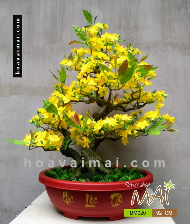 Chậu Mai bonsai giả dáng đẹp 92cm BM020