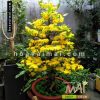 Mai bonsai 125cm BM021