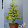 Mai bonsai 125cm BM021