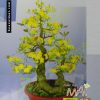 Mai bonsai 95cm BM022