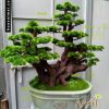 Cây tùng bonsai 779CV