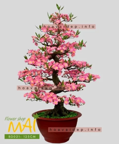 Đào bonsai giả dáng đẹp gốc to 125cm BD021