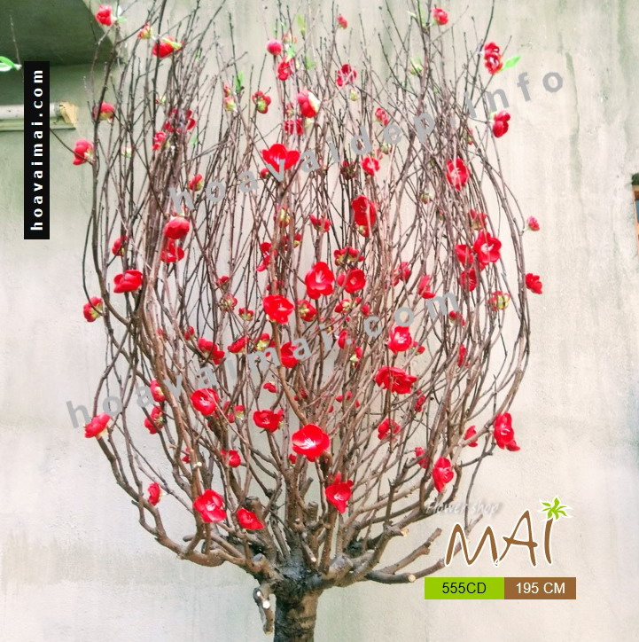 Cây đào đỏ thân gỗ hoa vải 135cm 555CD