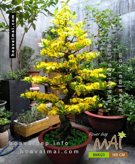 Mai bonsai 165cm BM023