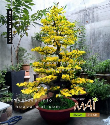 Mai bonsai 215 cm BM024