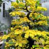 Mai bonsai 215 cm BM024
